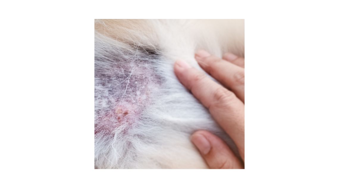 Dog skin tumors 